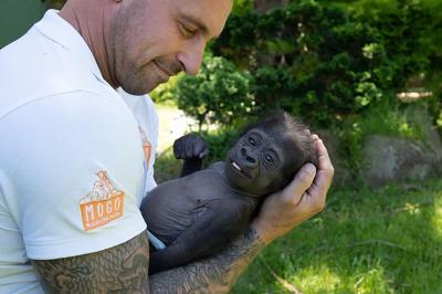 Este gorila bebé quase morreu antes de um tratador do jardim zoológico lhe pegar ao colo. Agora tem uma nova mãe adotiva - TVI