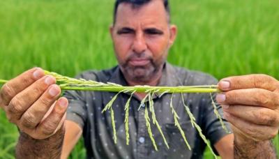 Proibição abrupta do maior exportador do mundo de arroz desencadeou pânico global - TVI