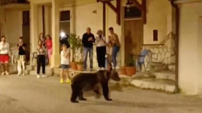 Execução de ursa parda em frente às crias causa onda de indignação em Itália - TVI