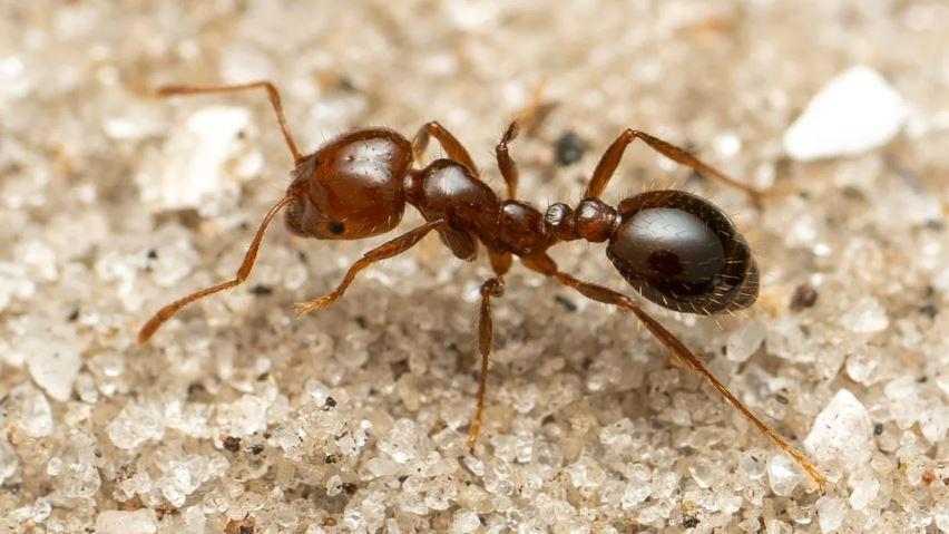 A formiga-de-fogo-vermelha é uma espécie invasora que se espalhou por todo o mundo. Jesse Rorabaugh