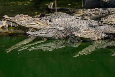 Mais de 70 crocodilos escapam de quinta no sudeste da China - TVI