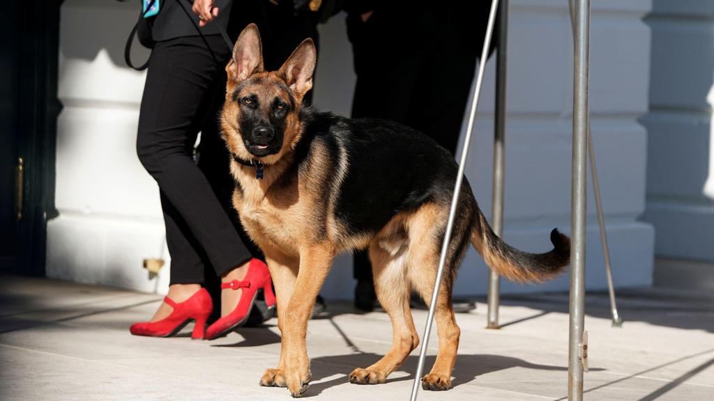 Commander, cão do presidente Joe Biden, durante um passeio na Casa Branca, em março de 2022. Joshua Roberts/Reuters