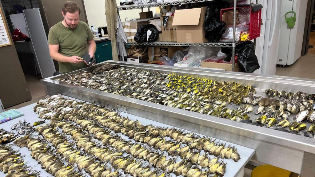 Centenas de pássaros mortos em Chicago