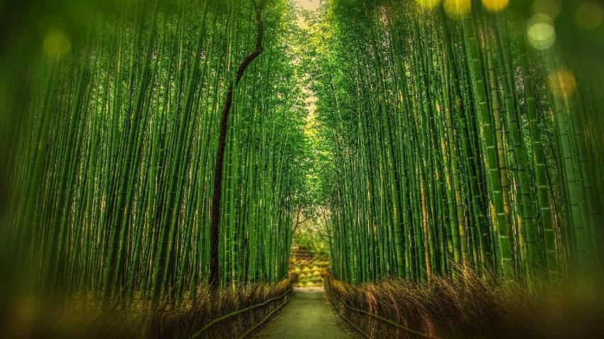 bambu - away