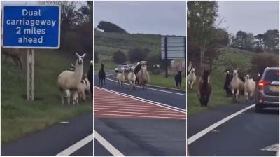 Grupo de lamas e alpacas foge de quinta e provoca o corte da A66 no norte de Inglaterra: “Não é algo que se veja todos os dias” - TVI