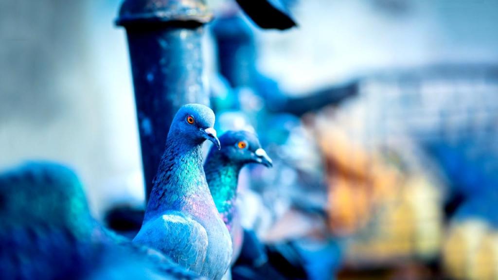 Pombos serão mais inteligentes do que pensas (foto: Vicky Deshmukh/Pexels)