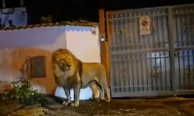 Leão foge de circo e vagueia durante horas por ruas de cidade italiana - TVI