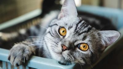 Estudo revela que os gatos têm 276 expressões faciais diferentes - TVI