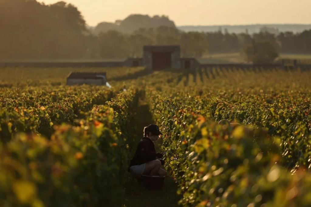 Uma trabalhadora a colher uvas numa vinha na Borgonha, França, em setembro. Este ano, a oferta de vinho francês excedeu a procura, que diminuiu em França e no estrangeiro. Arnaud Finistre/AFP/Getty Images